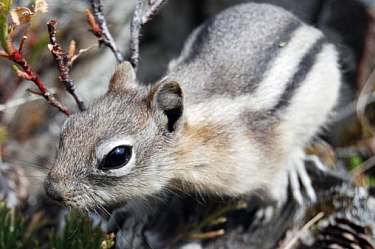 golden-mantled ground squirrel