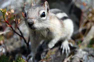 Animals From Canada