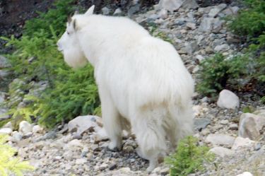 mountain goat
