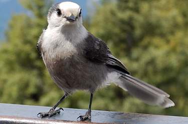 gray jay