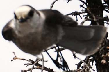 gray jay in flight