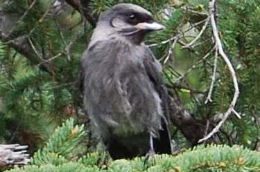 gray jay