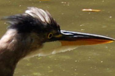 great blue heron
