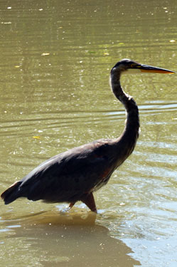 great blue heron