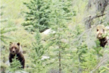 grizzly bears - mother and mature cub