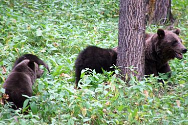 grizzly (sow) and 3 cubs