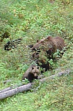 grizzly (sow) and 3 cubs