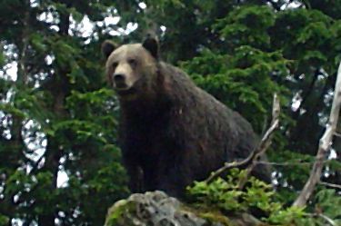 grizzly bear