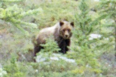 female grizzly bear