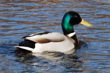 mallard (drake)