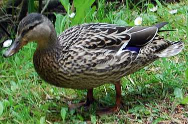 mallard (female)