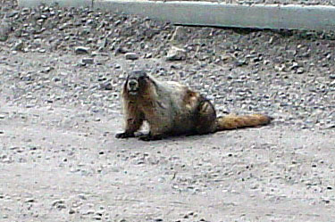 hoary marmot