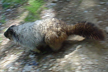 hoary marmot