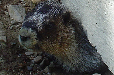 hoary marmot