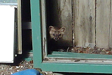 american marten / american sable