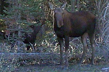 moose (cow) and calf