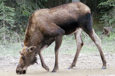 moose (cow)