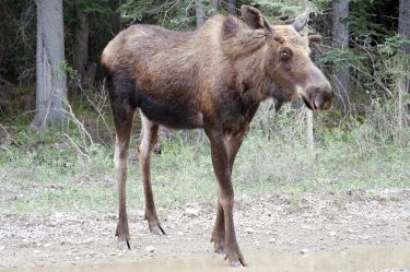 moose (cow)