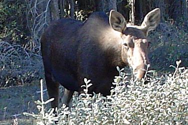 moose (cow)