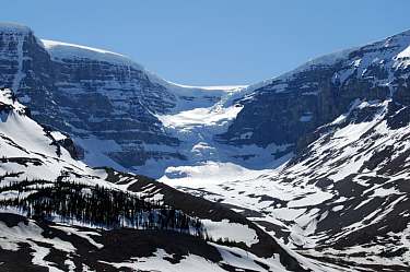 mount snowdome - icefields parkway