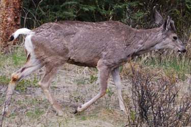 mule deer (buck)