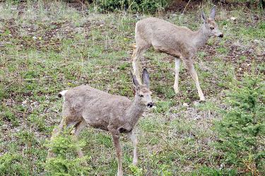 mule deer (does)