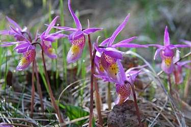 plants and flowers - canadian rockies