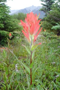 common red paintbrush