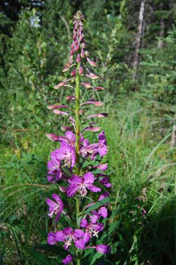 pale sweetvetch/pale hedysarum