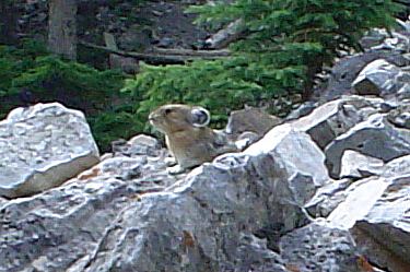 pika