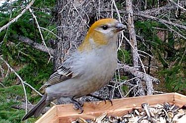 pine grosbeak (female)