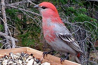 pine grosbeak (male)