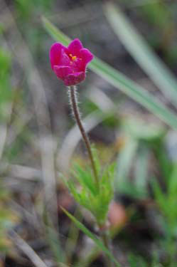 wildflower in the canadian rockies