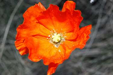 poppy