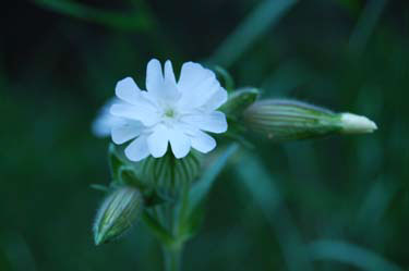 pygmy saxifrage