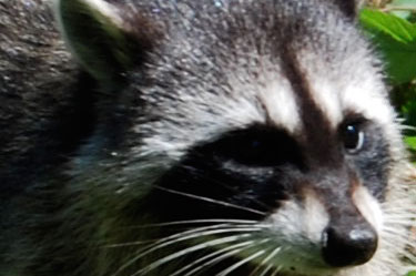 raccoon