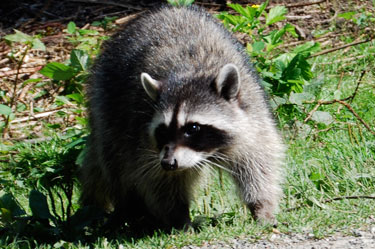 raccoon