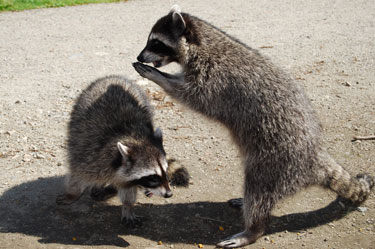 raccoon