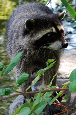 raccoon