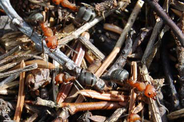 red ants