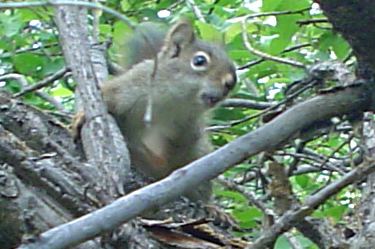 red squirrel