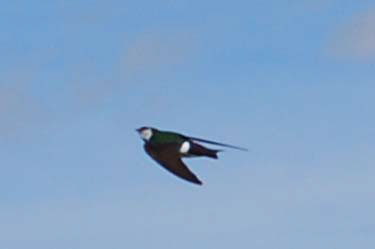 northern rough-winged swallow
