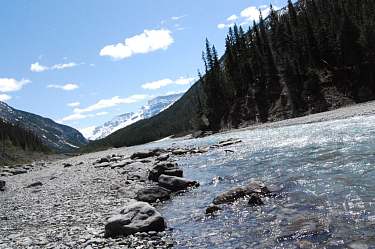 saskatchewan river - icefields parkway