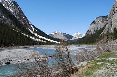 saskatchewan river - icefields parkway