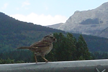 sparrow