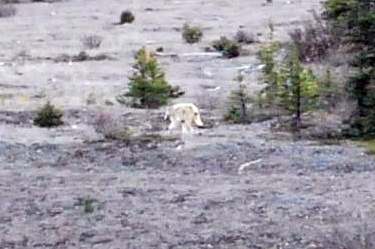 timber/gray wolf in the wild