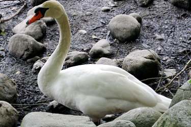 Trumpeter Swan