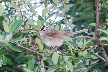 white crowned sparrow