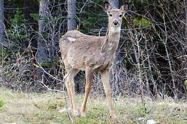 white tailed deer (doe)
