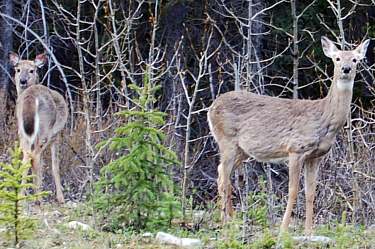 white tailed deer (does)